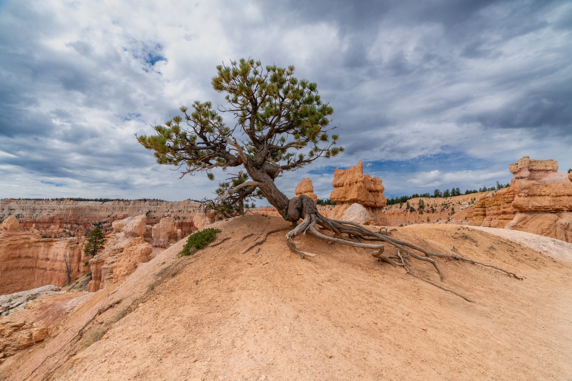 A weathered tree growing above sculpted orange rock under storm clouds