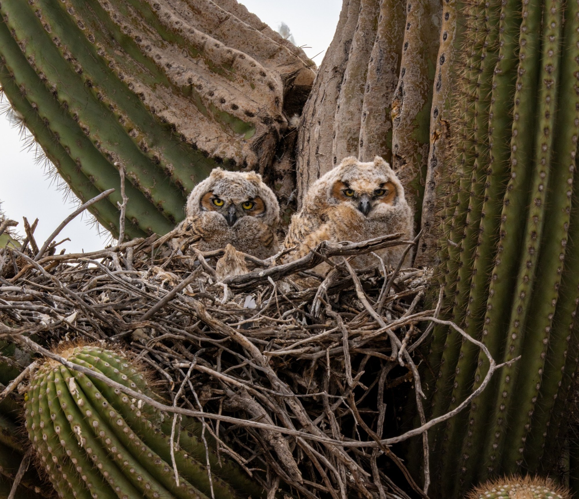 Two owls nestled between the arms of a tall cactus