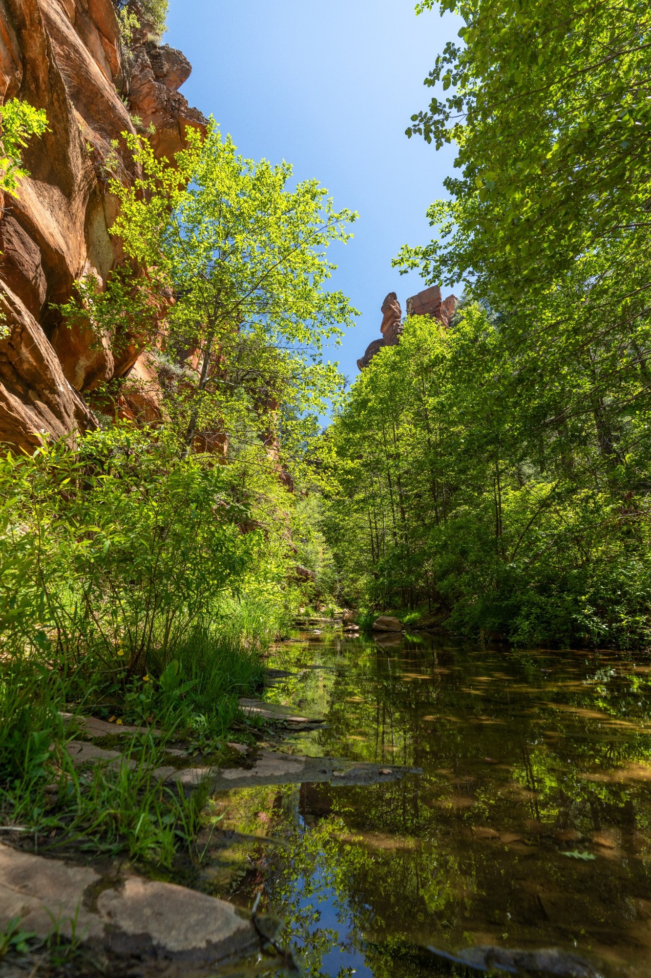 Lush green trees along a rocky canyon creek