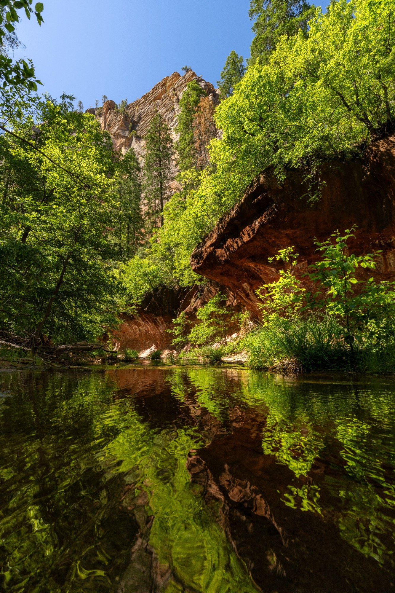 Green canyon trees reflected in a still pool