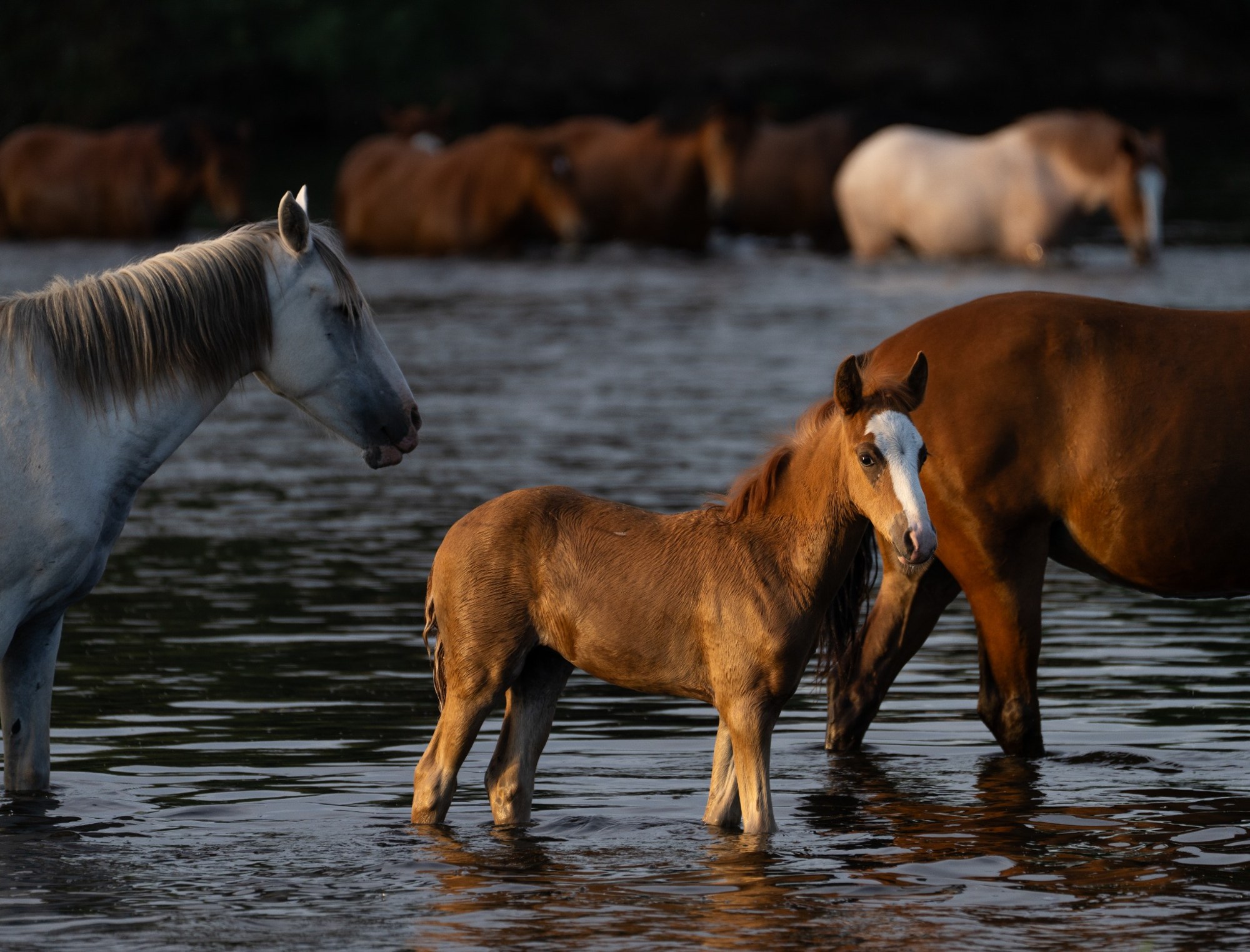 Horses and a young foal standing in a river