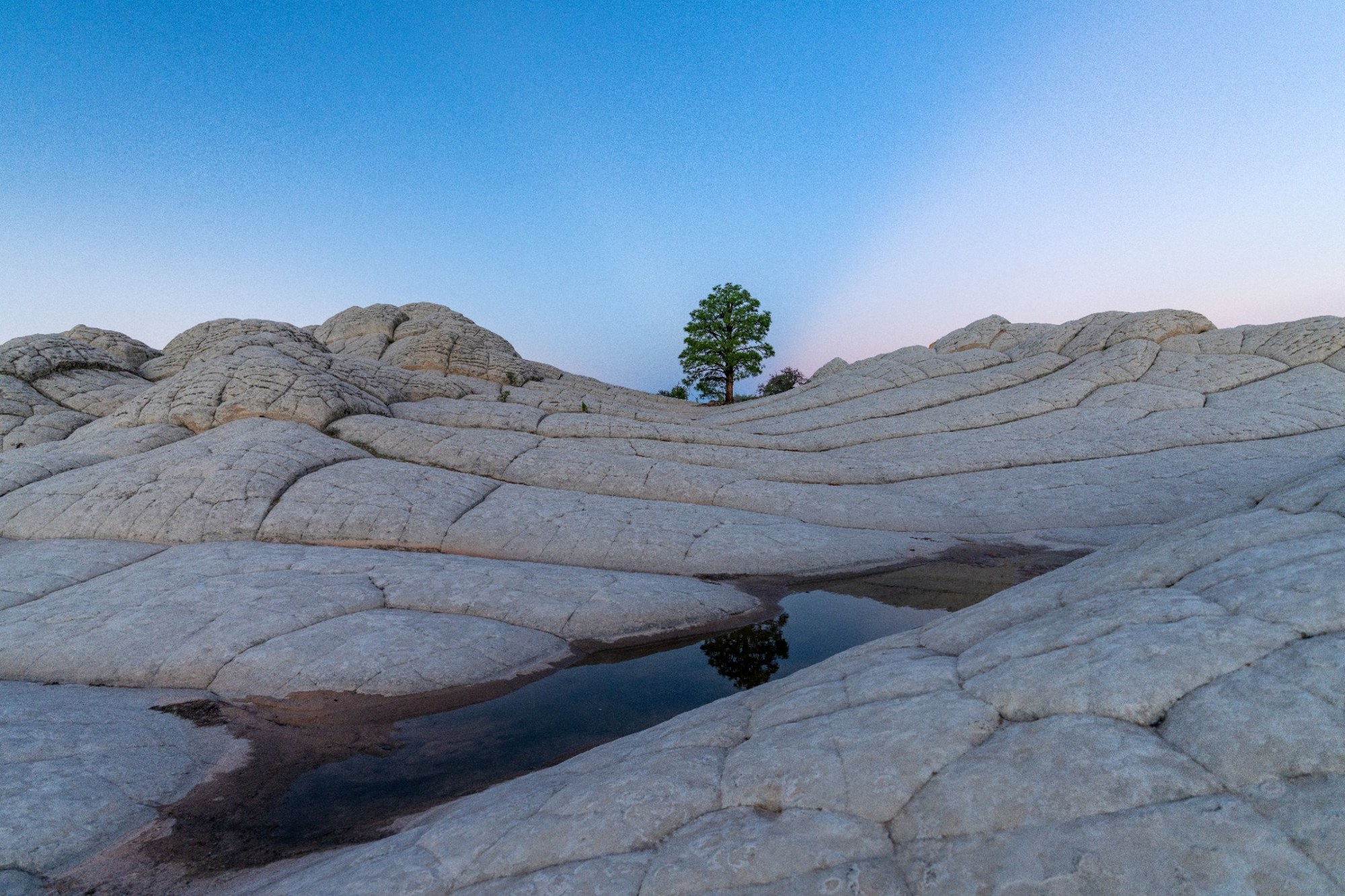 A lone tree amid rolling pale sandstone