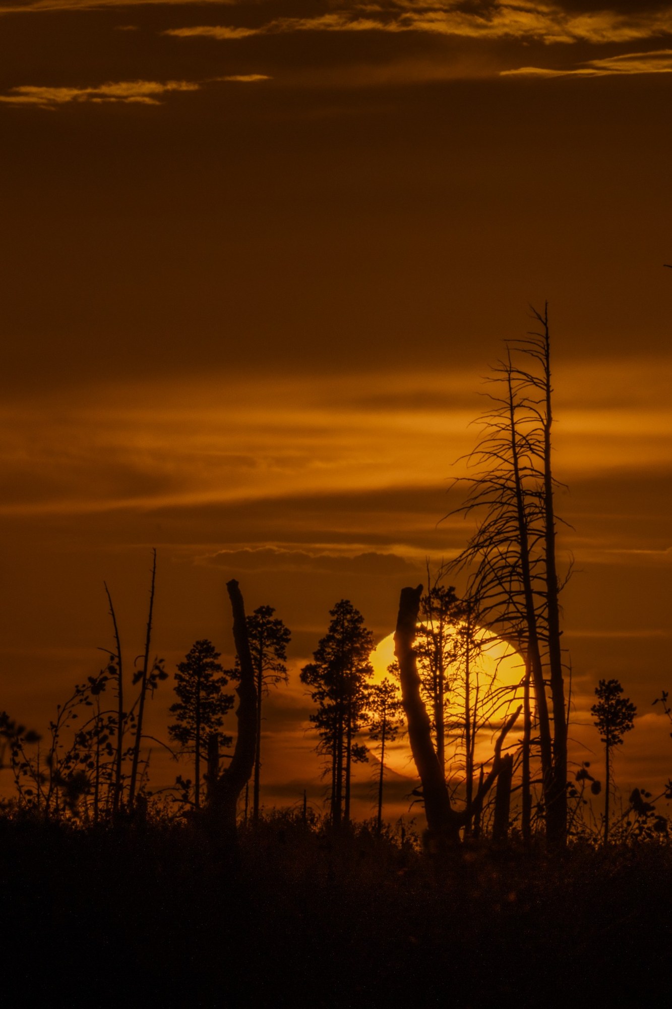A golden sun behind dark silhouettes of slender trees