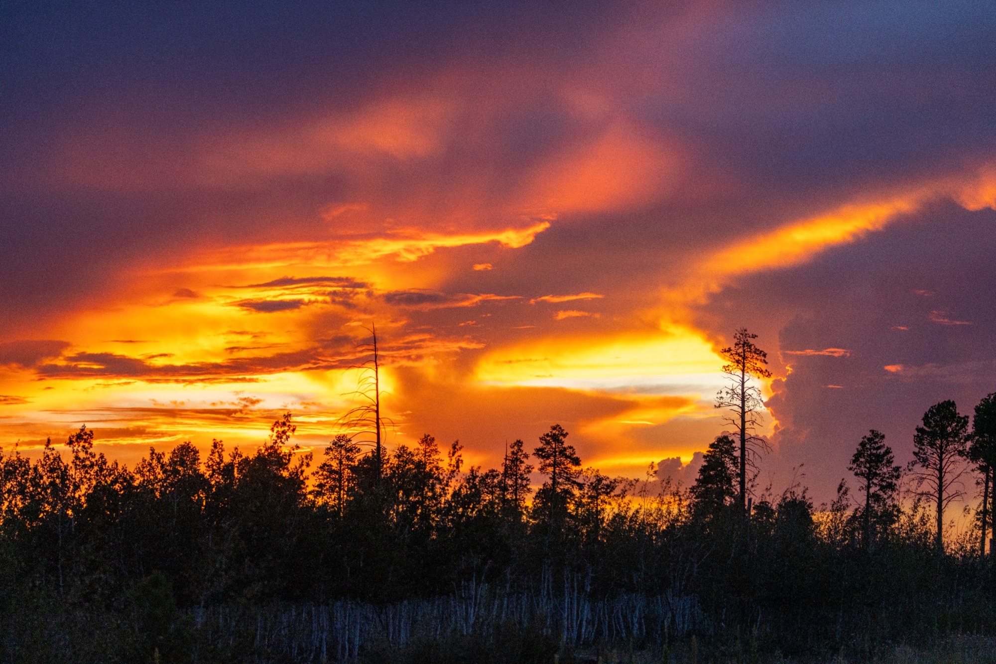 Brilliant orange and yellow sunset over a silhouetted tree line