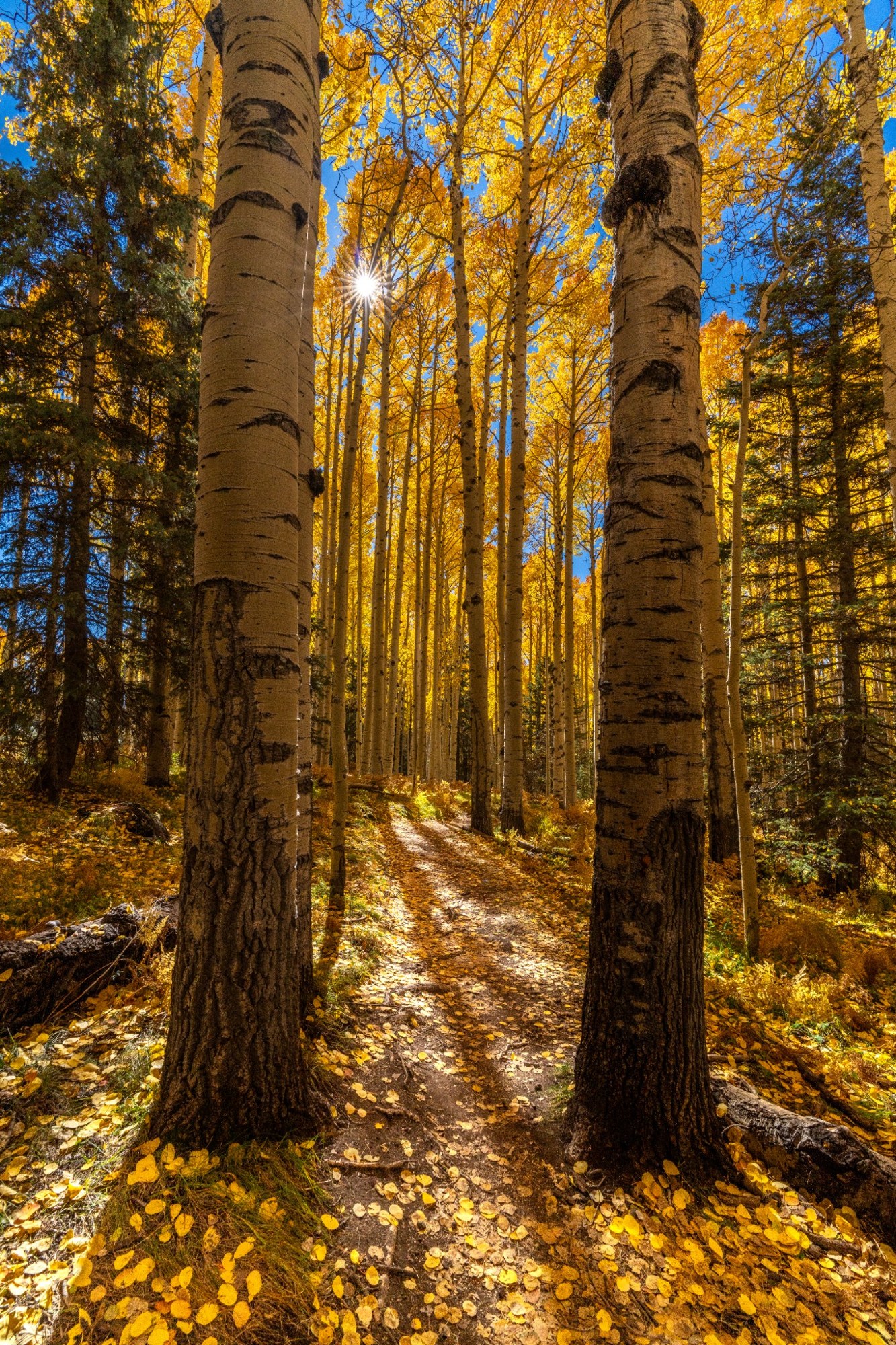 Sunlight falling through tall trees with golden autumn leaves