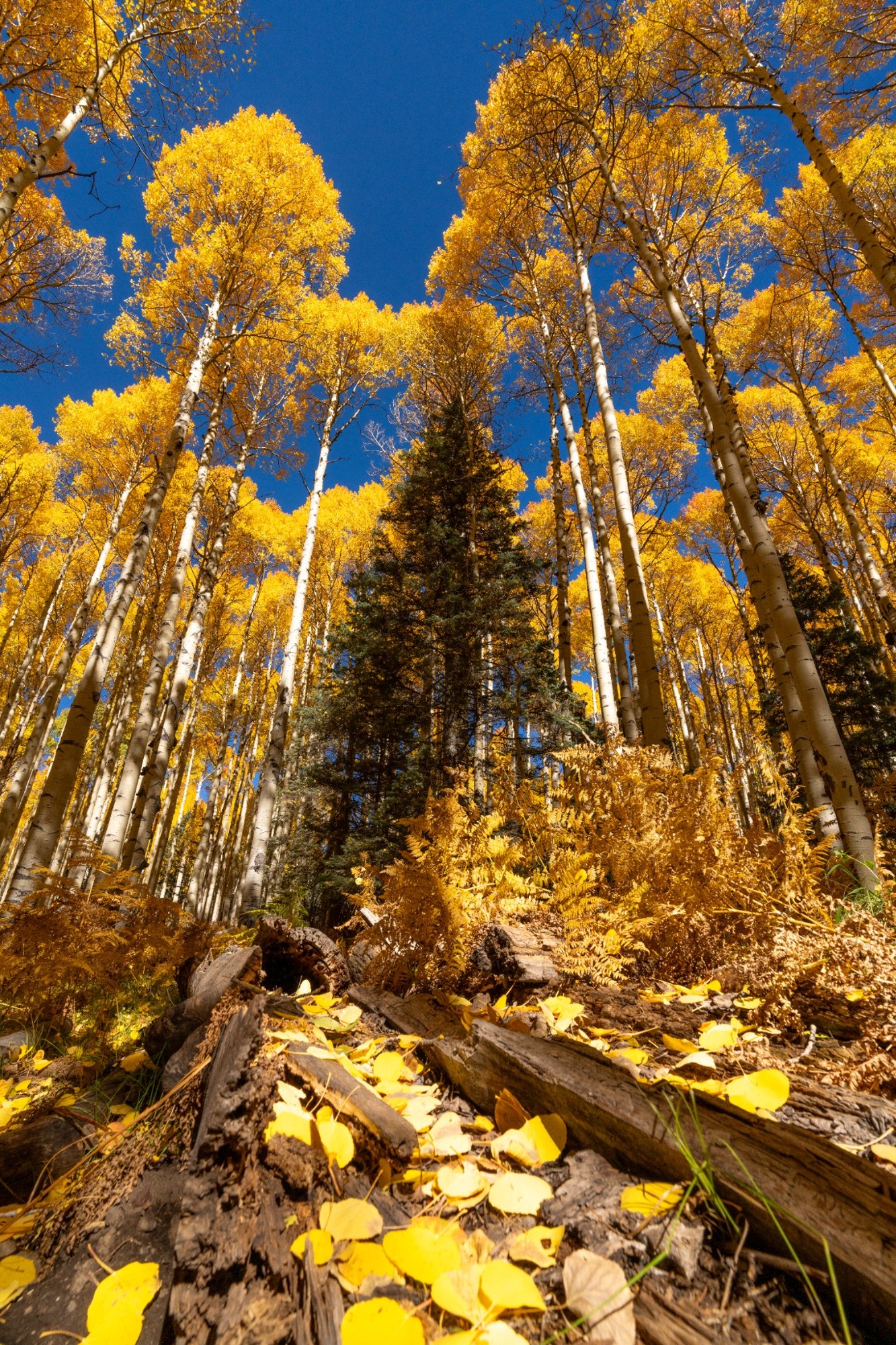 Golden autumn foliage above a rocky woodland floor